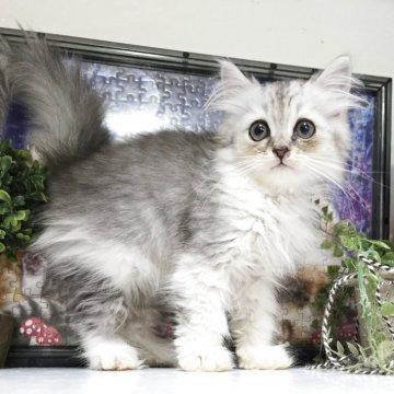 ミヌエット(長足)【千葉県・女の子・2025年8月30日・シルバーパッチドタビー】の写真「ふわふわセミロングの可愛い女の子💕」