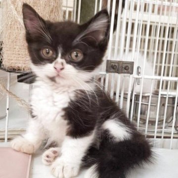 ミヌエット(短足)【千葉県・男の子・2025年9月7日・ブラック&ホワイト】の写真「短足の可愛い男の子💕」