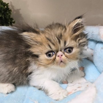 エキゾチックショートヘア【千葉県・男の子・2024年12月14日・ブラウンタビー&ホワイト】の写真「鼻ぺちで可愛い💓、セミロング。」