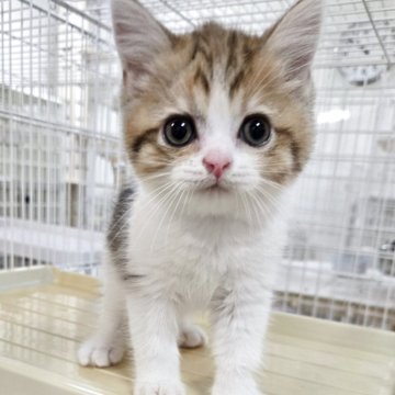 ミヌエット(長足)【千葉県・男の子・2025年4月15日・ブラウンタビー&ホワイト】の写真「可愛い男の子、これからの成長が楽しみ💕」