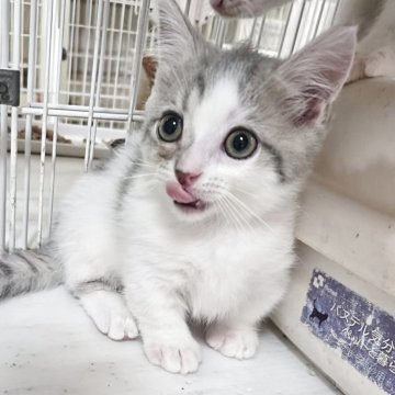 ミヌエット(短足)【千葉県・男の子・2025年4月15日・ブルー&ホワイト】の写真「短足、可愛い男の子、これからの成長が楽しみ💕」