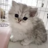 ミヌエット(長足)【千葉県・女の子・2025年3月20日・シェーデッド シルバー】の写真1