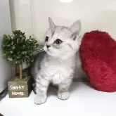ミヌエット(短足)