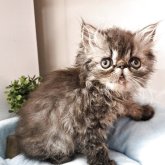 エキゾチックロングヘア