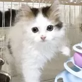 ミヌエット(長足)