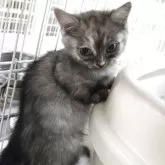 ミヌエット(短足)