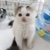 ミヌエット(長足)
