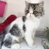 エキゾチックショートヘア