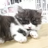 マンチカン(短足)
