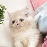エキゾチックロングヘア
