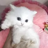 ミヌエット(短足)