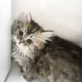 ミヌエット(長足)