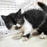 エキゾチックショートヘア
