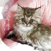 エキゾチックロングヘア