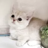 ミヌエット(短足)