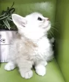 ミヌエット(短足)【千葉県・男の子・2025年8月27日・クリムタビー】の写真2