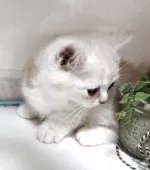 ミヌエット(短足)【千葉県・男の子・2025年8月27日・クリムタビー】の写真4