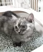 ミヌエット(短足)【千葉県・女の子・2025年10月15日・トーティー】の写真5