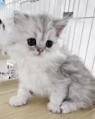 ミヌエット(長足)【千葉県・女の子・2025年3月20日・シェーデッド シルバー】の写真5