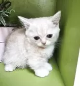 ミヌエット(短足)【千葉県・男の子・2025年8月27日・クリムタビー】の写真6