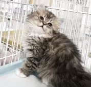 ミヌエット(長足)【千葉県・男の子・2025年10月1日・ブラウンタビー】の写真6