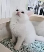 ミヌエット(長足)【千葉県・女の子・2024年12月19日・ホワイト】の写真6