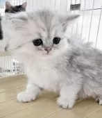 ミヌエット(長足)【千葉県・女の子・2025年3月20日・シェーデッド シルバー】の写真6