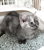 ミヌエット(短足)【千葉県・女の子・2025年10月15日・トーティー】の写真7