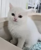 ミヌエット(長足)【千葉県・女の子・2024年12月19日・ホワイト】の写真7