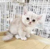 ミヌエット(短足)【千葉県・男の子・2025年8月27日・クリムタビー】の写真8