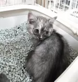 ミヌエット(短足)【千葉県・女の子・2025年10月15日・トーティー】の写真8