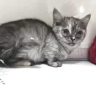 ミヌエット(短足)【千葉県・女の子・2025年10月15日・トーティー】の写真9