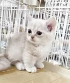 ミヌエット(短足)【千葉県・男の子・2025年8月27日・クリムタビー】の写真9