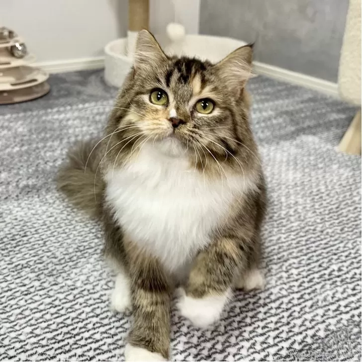 ラグドール×スコティッシュフォールド【愛知県・女の子・2025年8月20日・ブラウンパッチドタビー&amp;ホワイト】の写真1