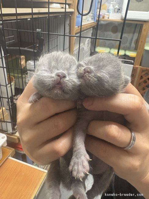 可愛い子猫続々登場｜小林　利佳(こばやし　りか)ブリーダー(兵庫県・エキゾチックショートヘアなど・サンキョウトジャパンキャットクラブ登録)の紹介写真2