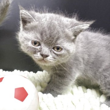 エキゾチックショートヘア【兵庫県・男の子・2025年9月27日・ブルー】の写真「つぶらな瞳と少し困ったようなお顔が愛らしい子💕」