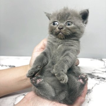 エキゾチックショートヘア【兵庫県・男の子・2025年9月27日・ブルー】の写真「つぶらな瞳と少し困ったようなお顔が愛らしい子💕」