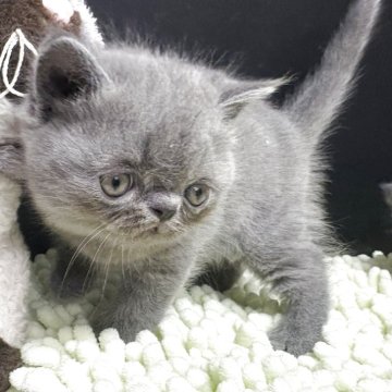 エキゾチックショートヘア【兵庫県・男の子・2025年9月27日・ブルー】の写真「まんまるなお顔とつぶらな瞳😸」