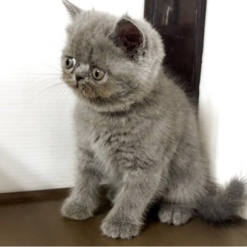 エキゾチックショートヘア【兵庫県・男の子・2025年9月27日・ブルー】の写真「まんまるなお顔とつぶらな瞳😸」