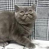 エキゾチックショートヘア