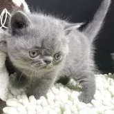 エキゾチックショートヘア