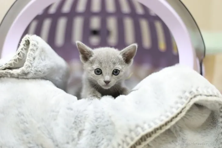ID:2205-00103の子猫