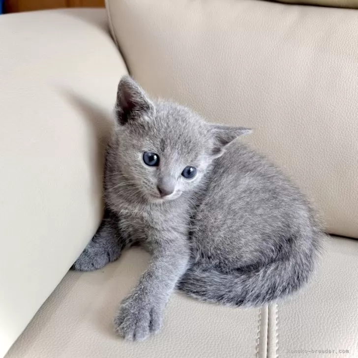 ID:2407-02329の子猫