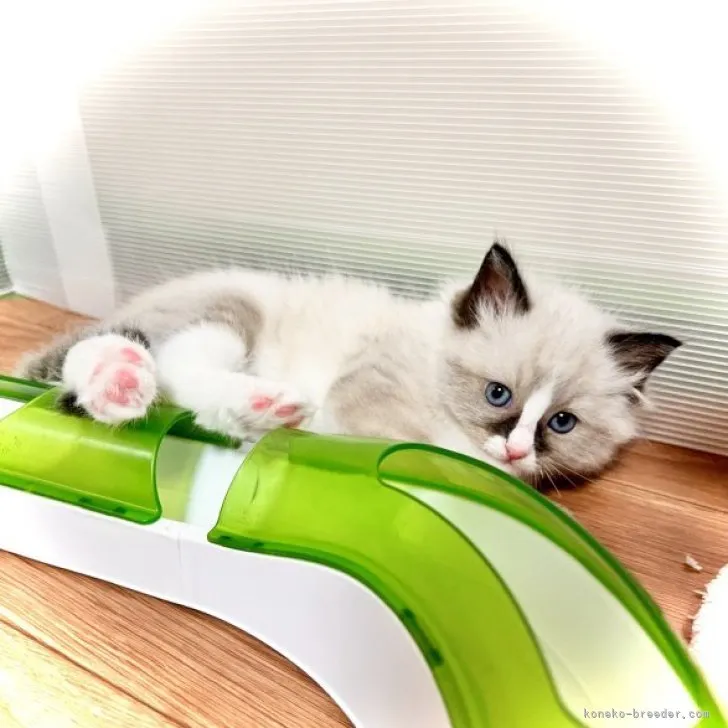 ID:2306-00382の子猫