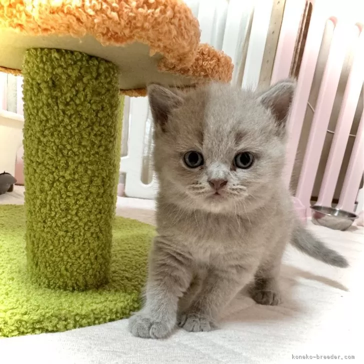 K.I 様のお迎えした子猫