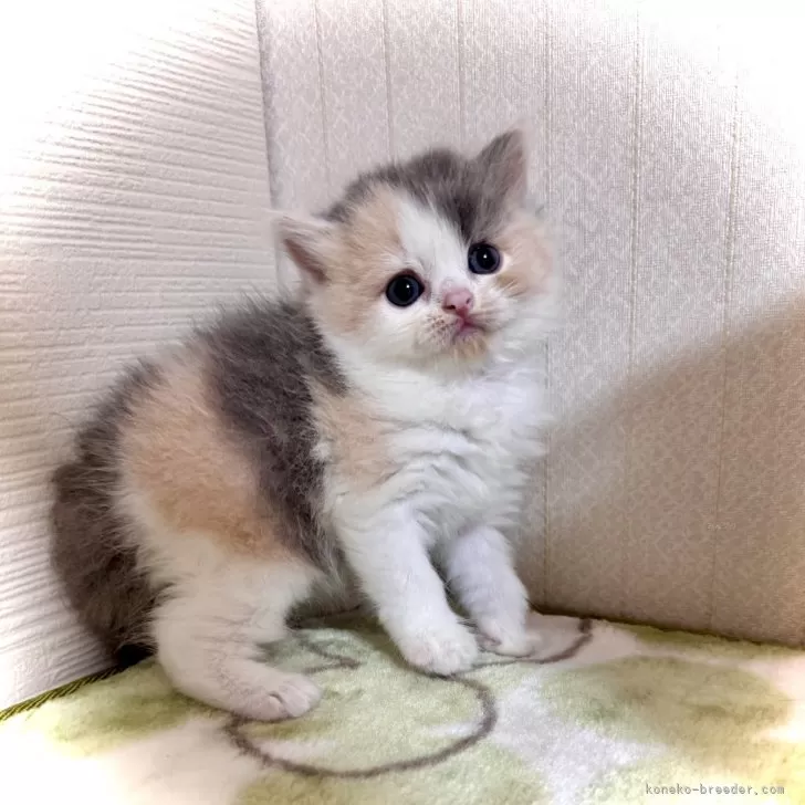 ID：2410-02022の子猫
