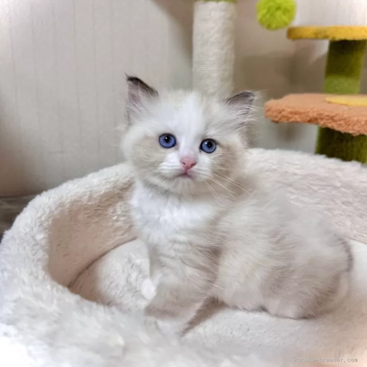 ID：2409-03299の子猫