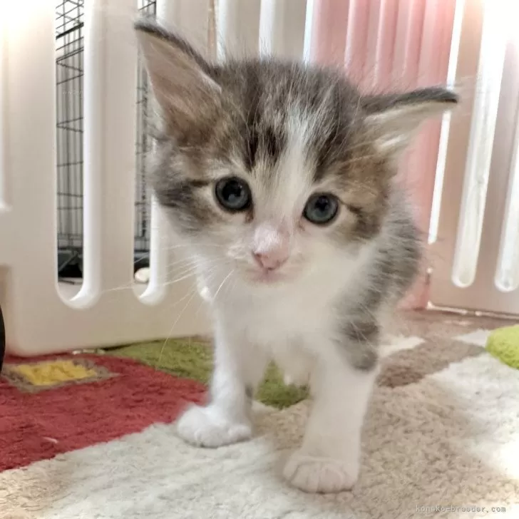 ID:2406-02971の子猫