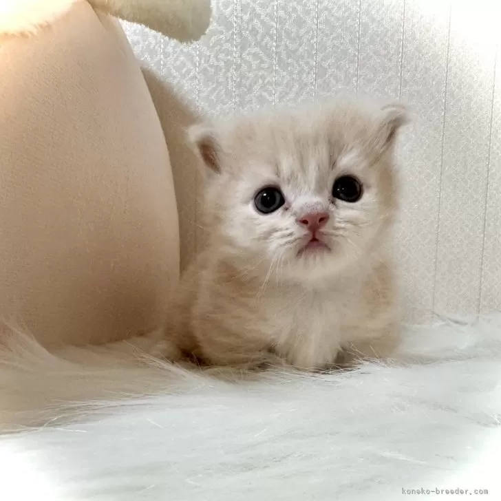 ID：2404-03546の子猫