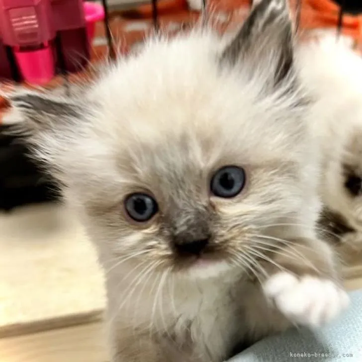 ID：2301-00040の子猫